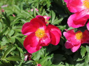 Pivoňka bělokvětá 'Sword Dance' - Paeonia lactiflora 'Sword Dance'