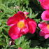 Paeonia lactiflora 'Sword Dance'.JPG