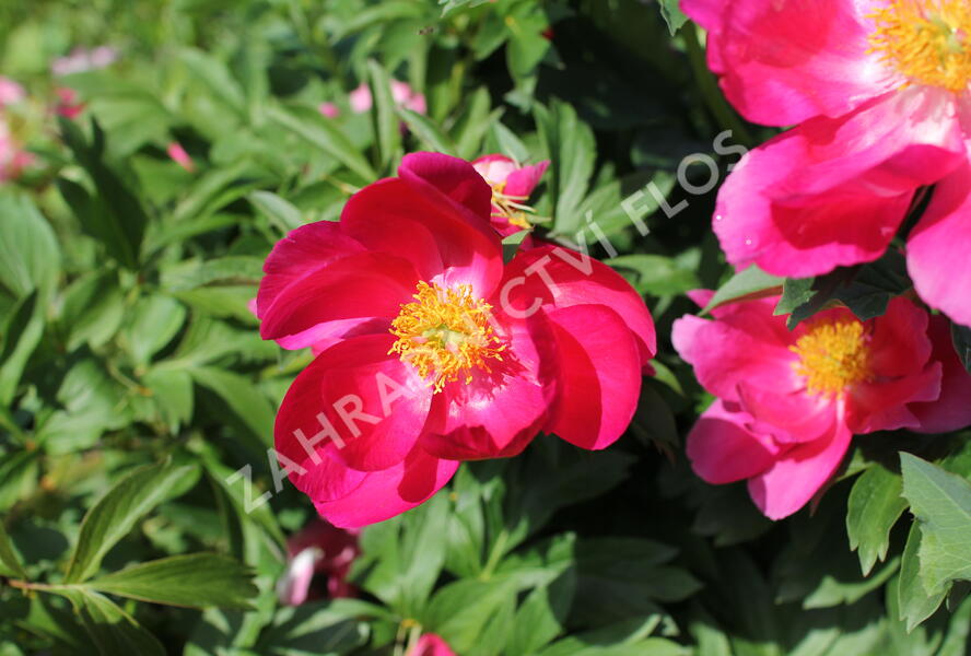 Pivoňka bělokvětá 'Sword Dance' - Paeonia lactiflora 'Sword Dance'