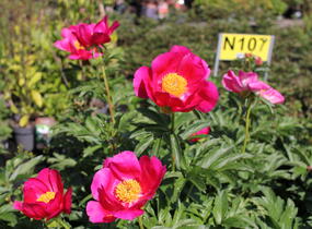 Pivoňka bělokvětá 'Sword Dance' - Paeonia lactiflora 'Sword Dance'