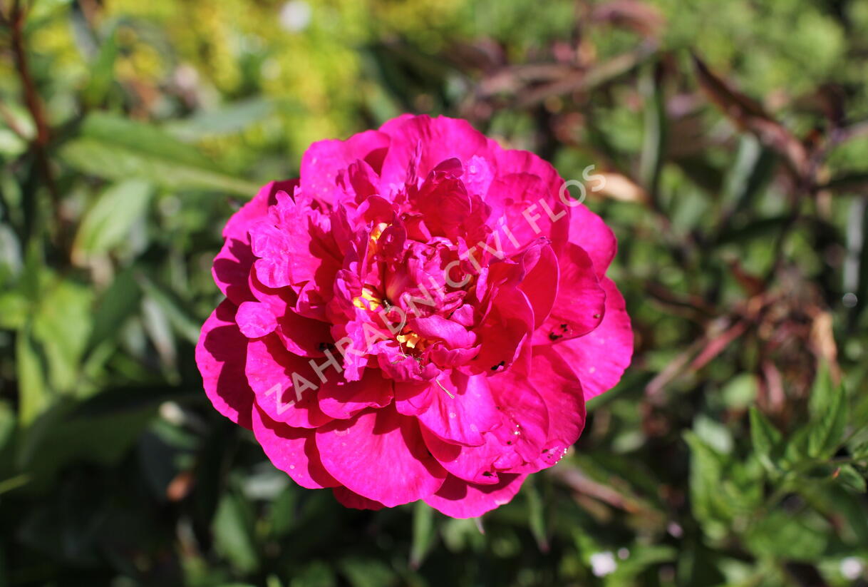 Pivoňka bělokvětá 'Kansas' - Paeonia lactiflora 'Kansas'