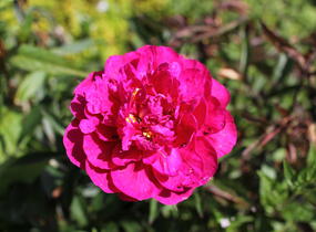Pivoňka bělokvětá 'Kansas' - Paeonia lactiflora 'Kansas'