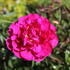 Paeonia lactiflora 'Kansas'.JPG