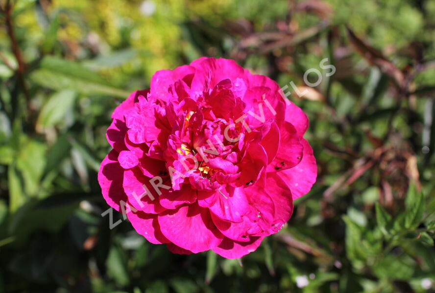 Pivoňka bělokvětá 'Kansas' - Paeonia lactiflora 'Kansas'