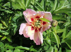 Pivoňka Itoh-hybrid 'Pastel Splendour' - Paeonia itoh-hybrid 'Pastel Splendour'