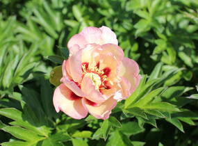Pivoňka Itoh-hybrid 'Pastel Splendour' - Paeonia itoh-hybrid 'Pastel Splendour'
