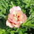 Paeonia itoh-hybrid 'Pastel Splendour'.JPG