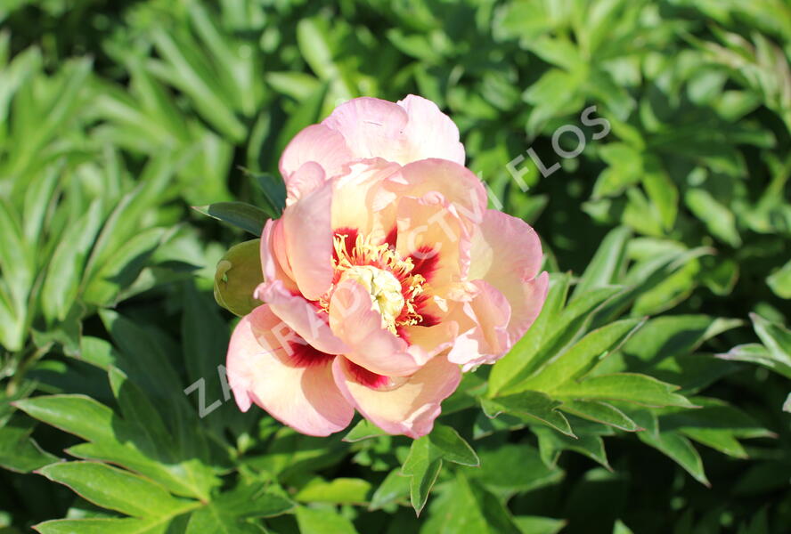 Pivoňka Itoh-hybrid 'Pastel Splendour' - Paeonia itoh-hybrid 'Pastel Splendour'