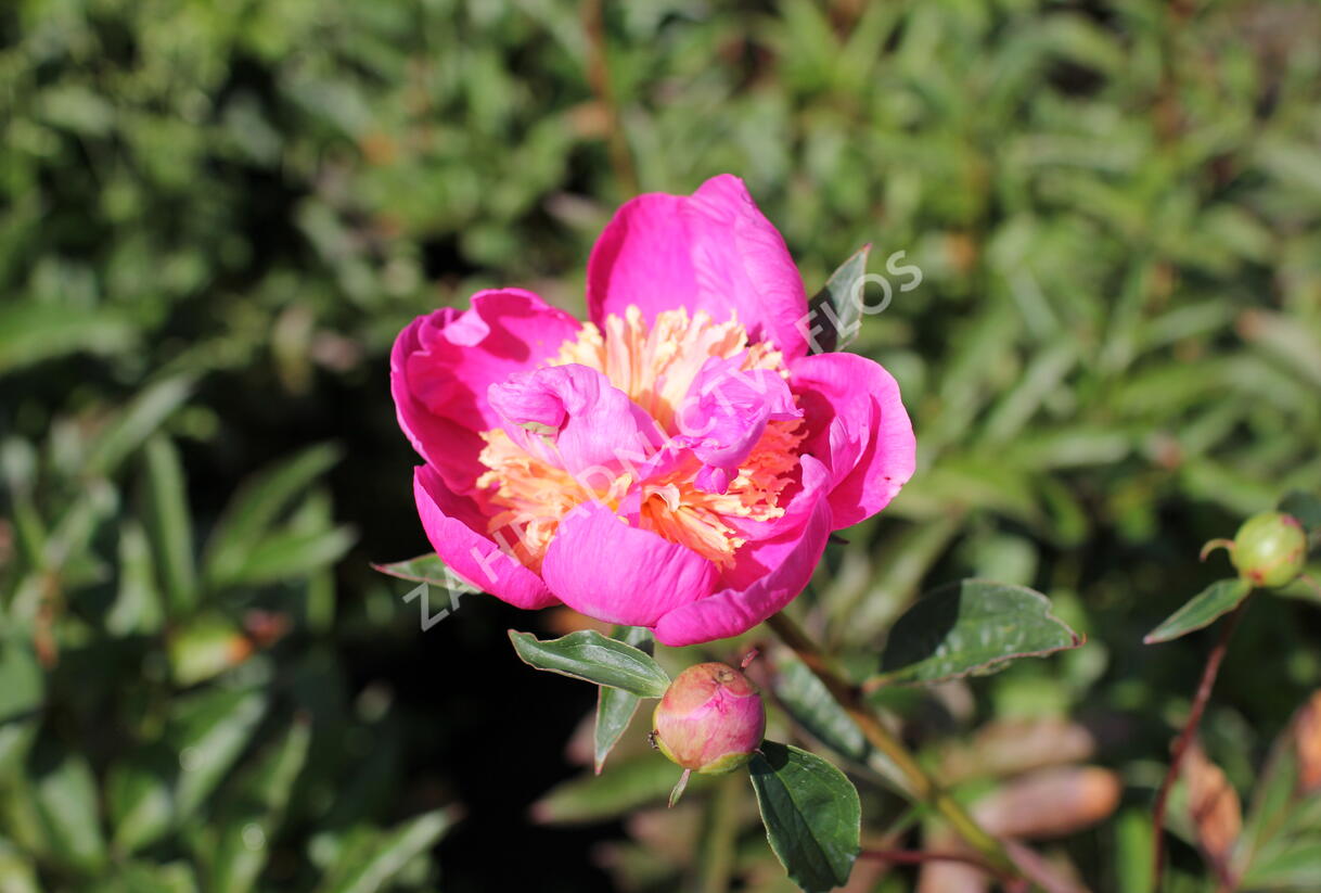 Pivoňka bělokvětá 'Bowl of Beauty' - Paeonia lactiflora 'Bowl of Beauty'