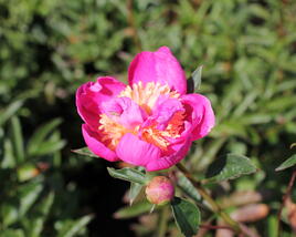 Pivoňka bělokvětá 'Bowl of Beauty'