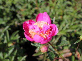 Pivoňka bělokvětá 'Bowl of Beauty' - Paeonia lactiflora 'Bowl of Beauty'