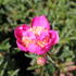 Paeonia lactiflora 'Bowl of Beauty'.JPG
