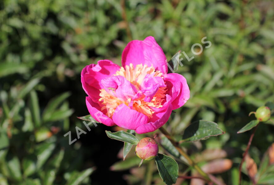 Pivoňka bělokvětá 'Bowl of Beauty' - Paeonia lactiflora 'Bowl of Beauty'