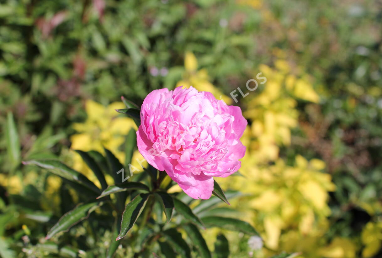 Pivoňka bělokvětá 'Monsieur Jules Elie' - Paeonia lactiflora 'Monsieur Jules Elie'