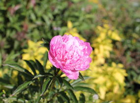 Pivoňka bělokvětá 'Monsieur Jules Elie' - Paeonia lactiflora 'Monsieur Jules Elie'