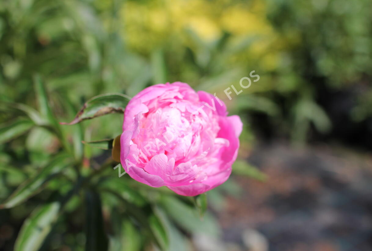 Pivoňka bělokvětá 'Monsieur Jules Elie' - Paeonia lactiflora 'Monsieur Jules Elie'