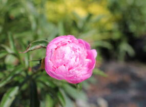 Pivoňka bělokvětá 'Monsieur Jules Elie' - Paeonia lactiflora 'Monsieur Jules Elie'