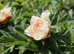 Pivoňka Itoh-hybrid 'Callie's Memory' - Paeonia Itoh-hybrid 'Callie's Memory'