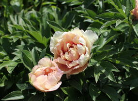 Pivoňka Itoh-hybrid 'Callie's Memory' - Paeonia Itoh-hybrid 'Callie's Memory'