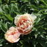 Paeonia Itoh-hybrid 'Callie's Memory'.JPG