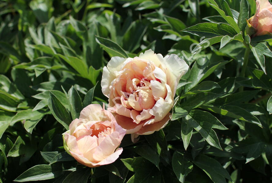 Pivoňka Itoh-hybrid 'Callie's Memory' - Paeonia Itoh-hybrid 'Callie's Memory'