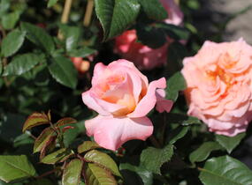 Růže velkokvětá Tantau 'Augusta Luise' - Rosa VK 'Augusta Luise'