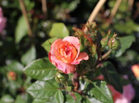Růže velkokvětá Tantau 'Augusta Luise' - Rosa VK 'Augusta Luise'