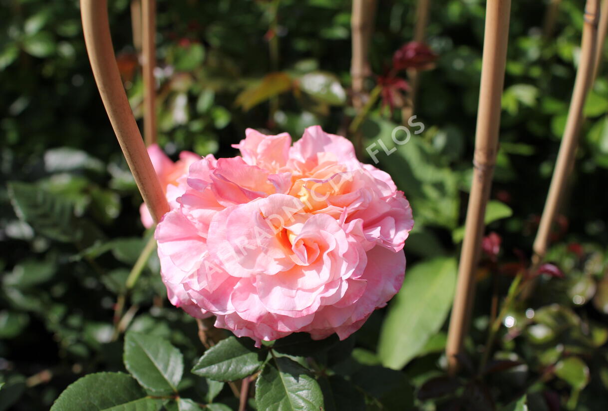 Růže velkokvětá Tantau 'Augusta Luise' - Rosa VK 'Augusta Luise'