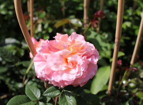 Růže velkokvětá Tantau 'Augusta Luise' - Rosa VK 'Augusta Luise'