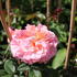 Rosa VK 'Augusta Luise'.JPG