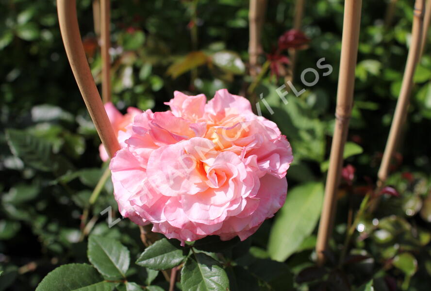 Růže velkokvětá Tantau 'Augusta Luise' - Rosa VK 'Augusta Luise'