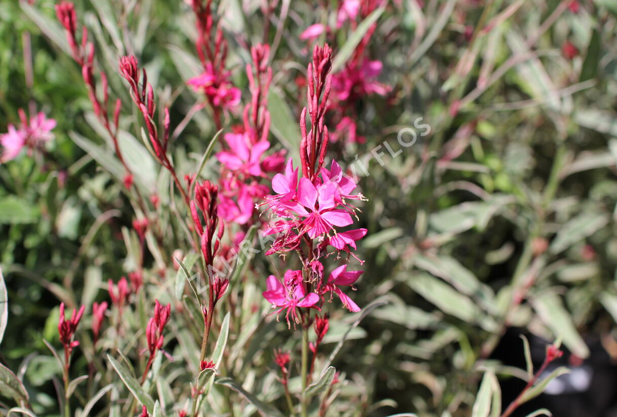Svíčkovec 'Gambit Variegata Rose' - Gaura lindheimeri 'Gambit Variegata Rose'