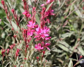 Svíčkovec 'Gambit Variegata Rose'
