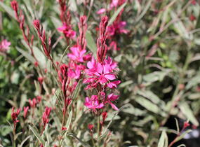 Svíčkovec 'Gambit Variegata Rose' - Gaura lindheimeri 'Gambit Variegata Rose'