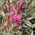 Gaura lindheimeri 'Gambit Variegata Rose'.JPG