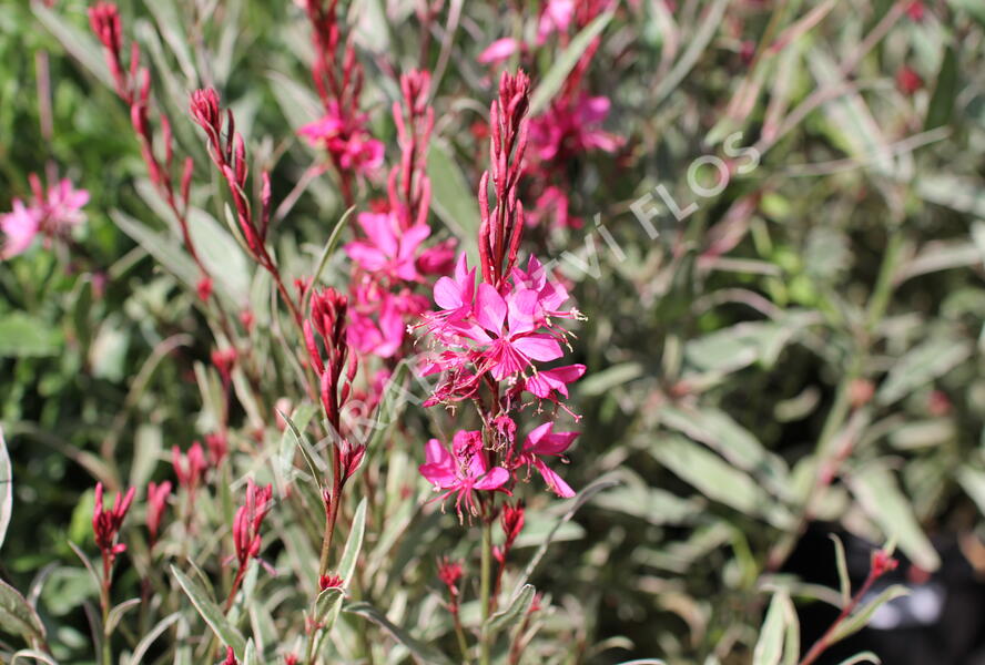 Svkovec 'Gambit Variegata Rose' - Gaura lindheimeri 'Gambit Variegata Rose'  | Zahradnictv FLOS
