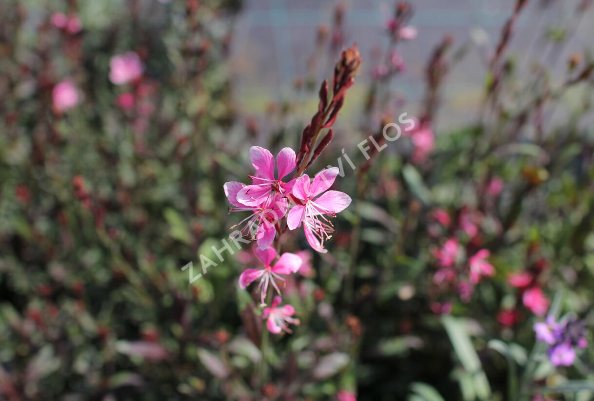 Svíčkovec 'Ciao Ciao Multicolore' - Gaura lindheimeri 'Ciao Ciao Multicolore'