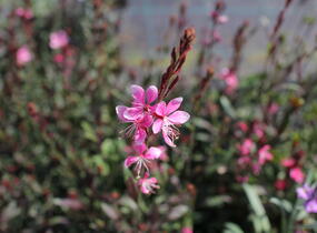Svíčkovec 'Ciao Ciao Multicolore' - Gaura lindheimeri 'Ciao Ciao Multicolore'