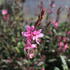 Gaura lindheimeri 'Ciao Ciao Multicolore'.JPG