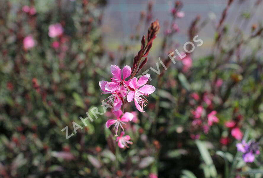 Svíčkovec 'Ciao Ciao Multicolore' - Gaura lindheimeri 'Ciao Ciao Multicolore'