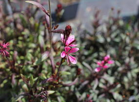 Svíčkovec 'Ciao Ciao Multicolore' - Gaura lindheimeri 'Ciao Ciao Multicolore'