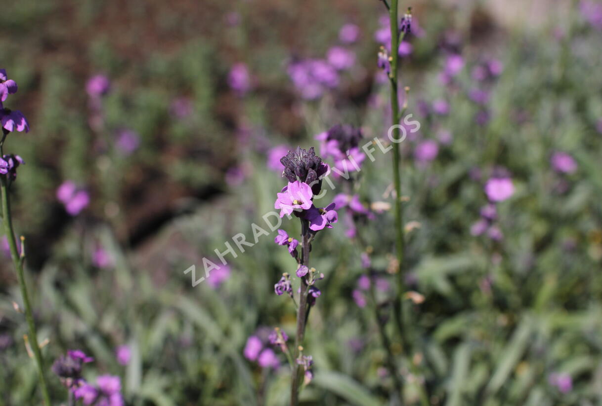 Trýzel 'Dark Lavender' - Erysimum hybridum 'Dark Lavender'