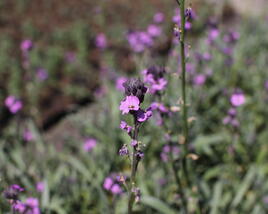 Trýzel 'Dark Lavender'