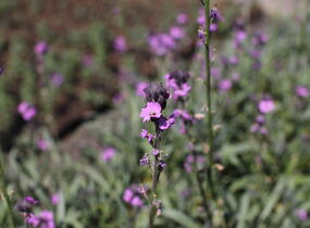 Trýzel 'Dark Lavender' - Erysimum hybridum 'Dark Lavender'
