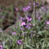 Erysimum hybridum 'Dark Lavender'.JPG