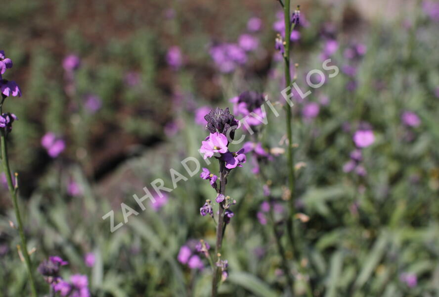 Trýzel 'Dark Lavender' - Erysimum hybridum 'Dark Lavender'