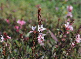 Svíčkovec 'Ciao Ciao Bianco' - Gaura lindheimeri 'Ciao Ciao Bianco'