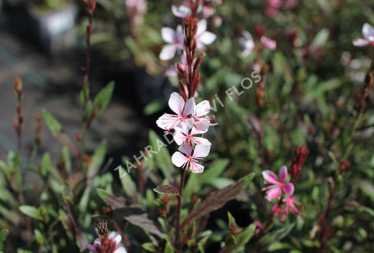 Svíčkovec 'Ciao Ciao Bianco' - Gaura lindheimeri 'Ciao Ciao Bianco'