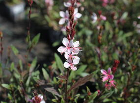 Svíčkovec 'Ciao Ciao Bianco' - Gaura lindheimeri 'Ciao Ciao Bianco'