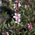 Gaura lindheimeri 'Ciao Ciao Bianco'.JPG